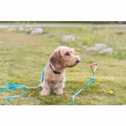 TRIXIE 2259 dog/cat lead accessory - Additional view 6