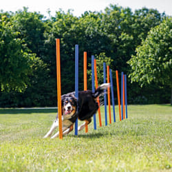 TRIXIE 3206 dog/cat agility equipment 12 pc(s) Blue, Orange Agility equipment kit