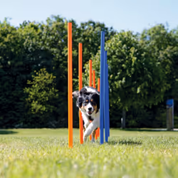 TRIXIE 3206 dog/cat agility equipment 12 pc(s) Blue, Orange Agility equipment kit