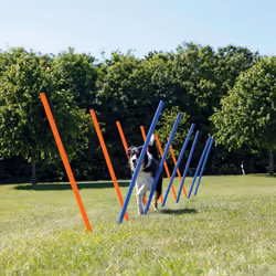 TRIXIE 3206 dog/cat agility equipment 12 pc(s) Blue, Orange Agility equipment kit