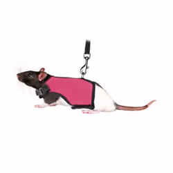 TRIXIE 61512 Guinea pig