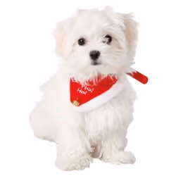 TRIXIE 92331 dog/cat collar Polyester S-M