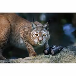 Steiner Wildlife 10,5x28 binocular Black