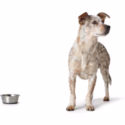 HUNTER Stainless Steel Feeding Bowl for Dogs and Cats Non-Slip Easy-Care
