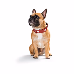 HUNTER Collar Swiss 47 Organic Leather, Small, 38 - 43.5 cm, Red/Black