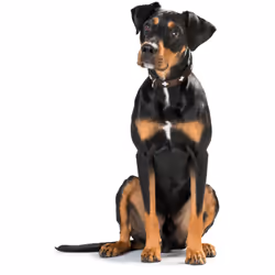 Hunter Collar Swiss Black, Brown Leather Medium Dog Standard collar