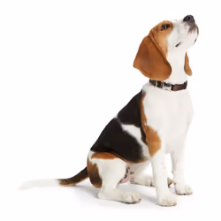 HUNTER Alu Strong Collar, Small, Brown