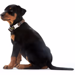 Hunter Vario Basic Alu-Strong Grey Nylon, Plastic Extra large Dog Standard collar