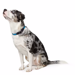 Hunter Training collar Freestyle Teal Leather, Nylon, Polyamide, Rope M Dog