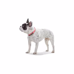 - Comfort Collar 32-40 cm Convenience pink