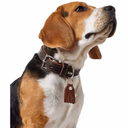 HUNTER Collar Cody, 45, Small