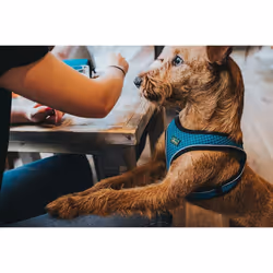 HUNTER HILO COMFORT harness for small dogs, with mesh material and reflective elements,anthracite,XXS-XS