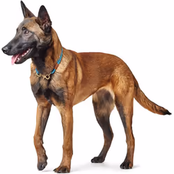HUNTER Collar Oss, 40/8 66982 Rope, petrol