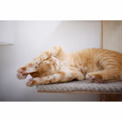 Kerbl Timber Cat scratching tower