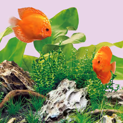 JUWEL Aquarium 86847 LED Colour 4425K, 742 mm - Tube