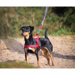 Nobby Classic Preno Royal M-L Red Metal, Nylon Dog No-pull harness