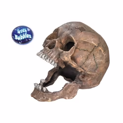 Nobby Scull, Brown, Fresh water, Salt water, 135 mm, 200 mm, 165 mm, 494 g