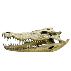 Nobby Crocodile Scull