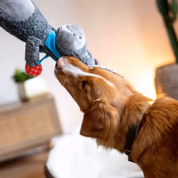 Nobby 50518 dog/cat toy