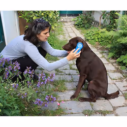 Kerbl 81901 pet brush/comb Blue Dog