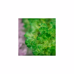 Magic Growing Garden Crystal Activity Kit