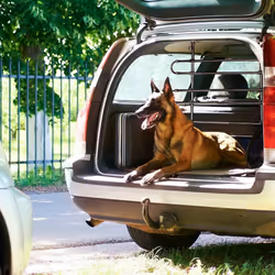 Relaxdays 10025123 pet carrier