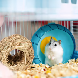 Relaxdays 10034441 small animal habitat décor - Additional view 5