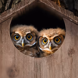 Relaxdays 10047722 nest box