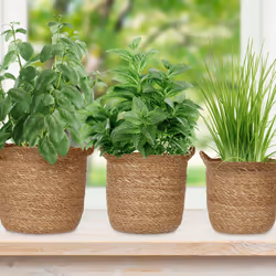 Relaxdays 10048154 flowerpot 1 pc(s)