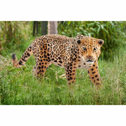 schleich WILD LIFE Jaguar