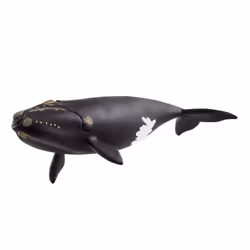 schleich WILD LIFE North Atlantic Right Whale, 3 yr(s), Multicolour
