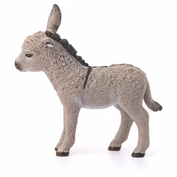 Donkey foal