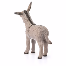Donkey foal