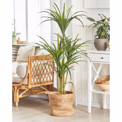 Artificial Potted Plant 147 cm DRACAENA ANITA - Additional view 5