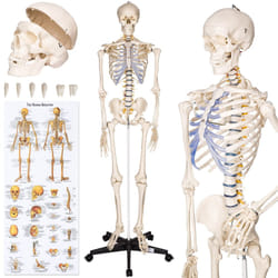 TecTake 400502 human skeleton/bone model