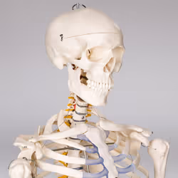 TecTake 400502 human skeleton/bone model