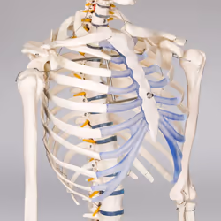 TecTake 400502 human skeleton/bone model