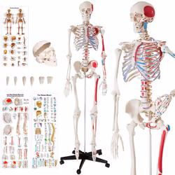 Skeleton Human Skeletal System Anatomical Life Size Model Muscle Labels Poster