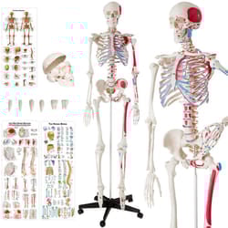 Skeleton Human Skeletal System Anatomical Life Size Model Muscle Labels Poster
