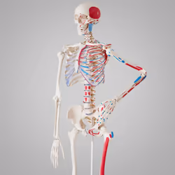 Skeleton Human Skeletal System Anatomical Life Size Model Muscle Labels Poster