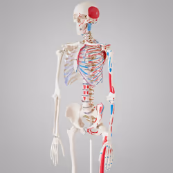 Skeleton Human Skeletal System Anatomical Life Size Model Muscle Labels Poster
