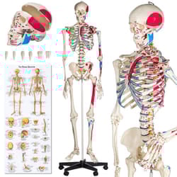 TecTake 401755 human skeleton/bone model