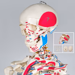 TecTake 401755 human skeleton/bone model