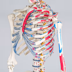 TecTake 401755 human skeleton/bone model