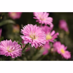 Canon RF-S 55-210mm F5-7.1 IS STM - Additional view 7