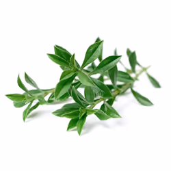 Click & Grow Mountain Savory Plant Pods, Edible plant, Savory, Starter kit, 7 - 14 day(s), 18 - 30 °C, 3 pc(s)