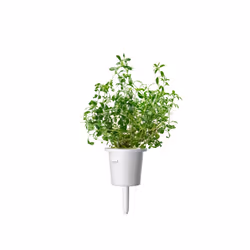 Click & Grow Mountain Savory Plant Pods