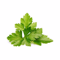 Click & Grow Cilantro/Coriander 3 pc(s) Refill