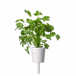 Click & Grow Cilantro/Coriander 3 pc(s) Refill