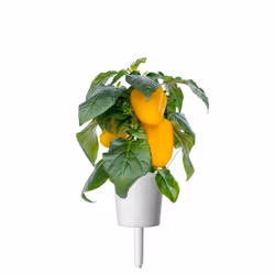 Click & Grow Yellow Sweet Pepper Plant Pods